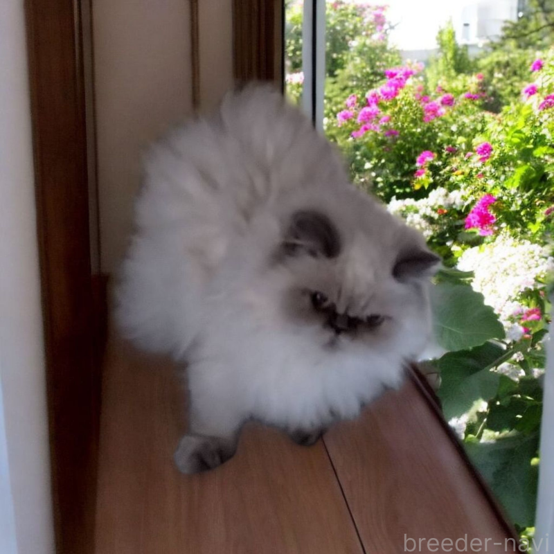 販売中の大阪府のヒマラヤン-128765の2枚目