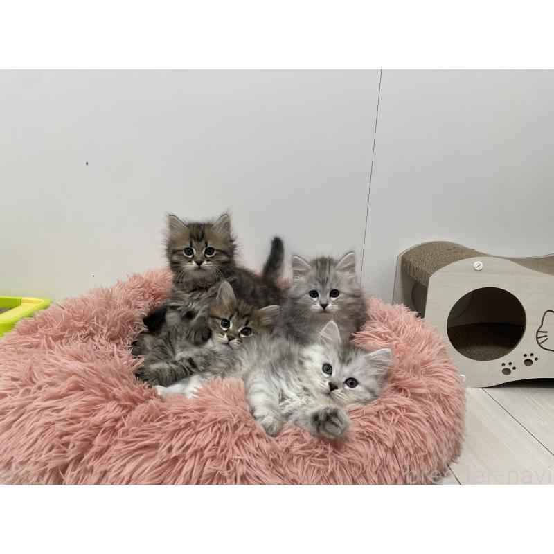 販売中の埼玉県のサイベリアン-127098の2枚目