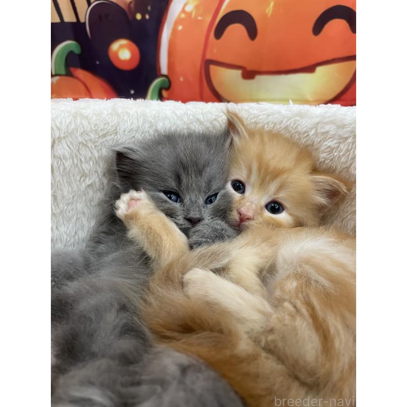 販売中の埼玉県のサイベリアン-129321の4枚目