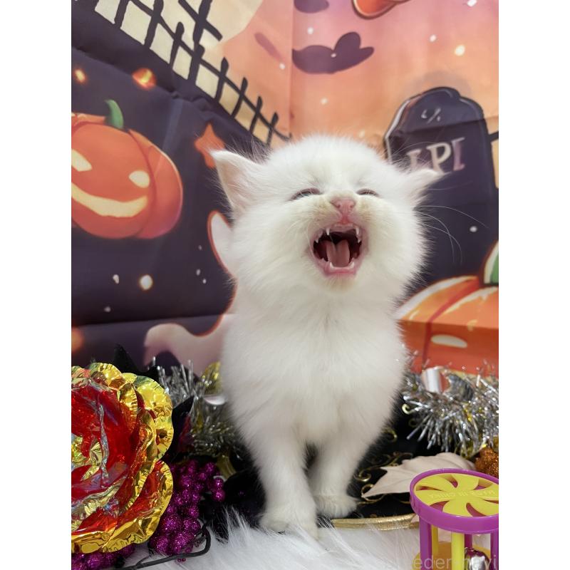 商談中の埼玉県のサイベリアン-129322の4枚目