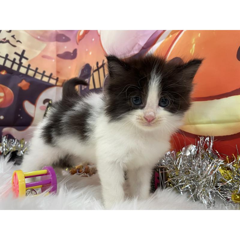 販売中の埼玉県のサイベリアン-129324の5枚目