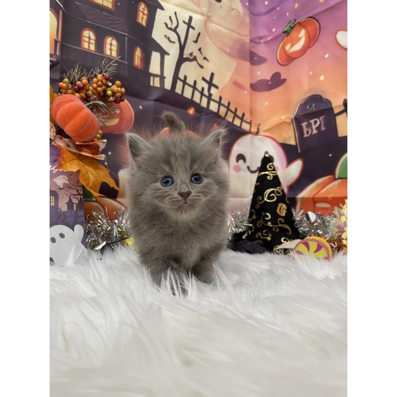 販売中の埼玉県のサイベリアン-129320の4枚目