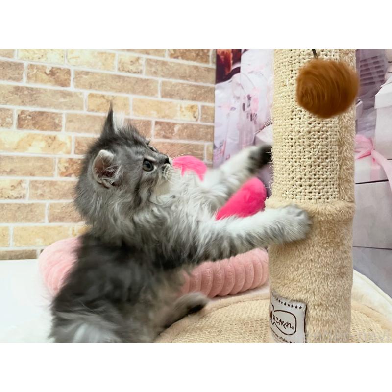 販売中の埼玉県のサイベリアン-122358の2枚目