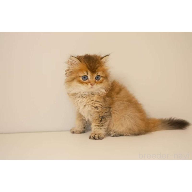 成約済の東京都のブリティッシュロングヘア-129645の5枚目