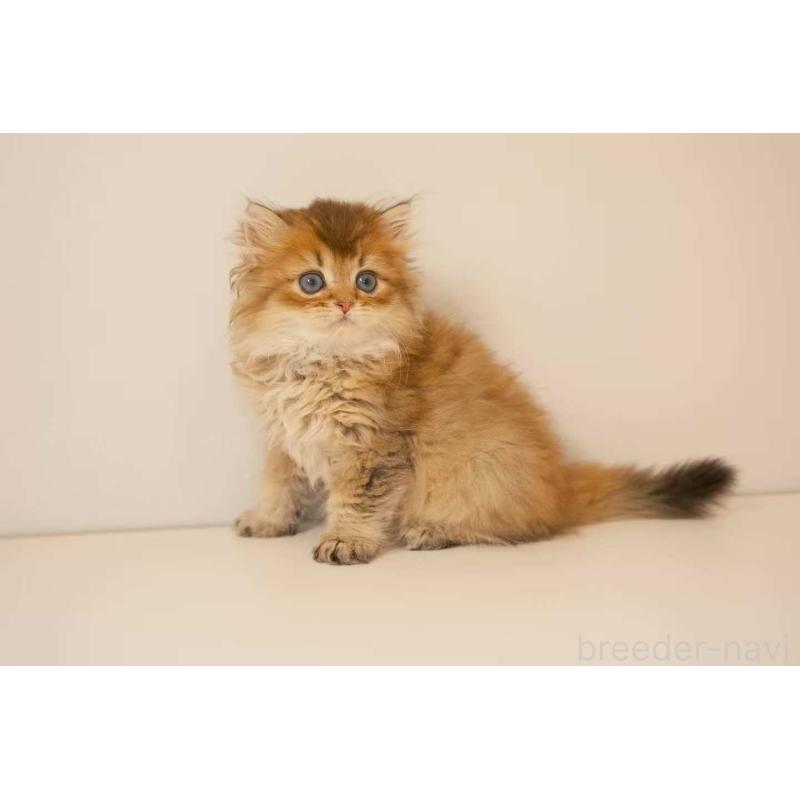 成約済の東京都のブリティッシュロングヘア-129645の3枚目