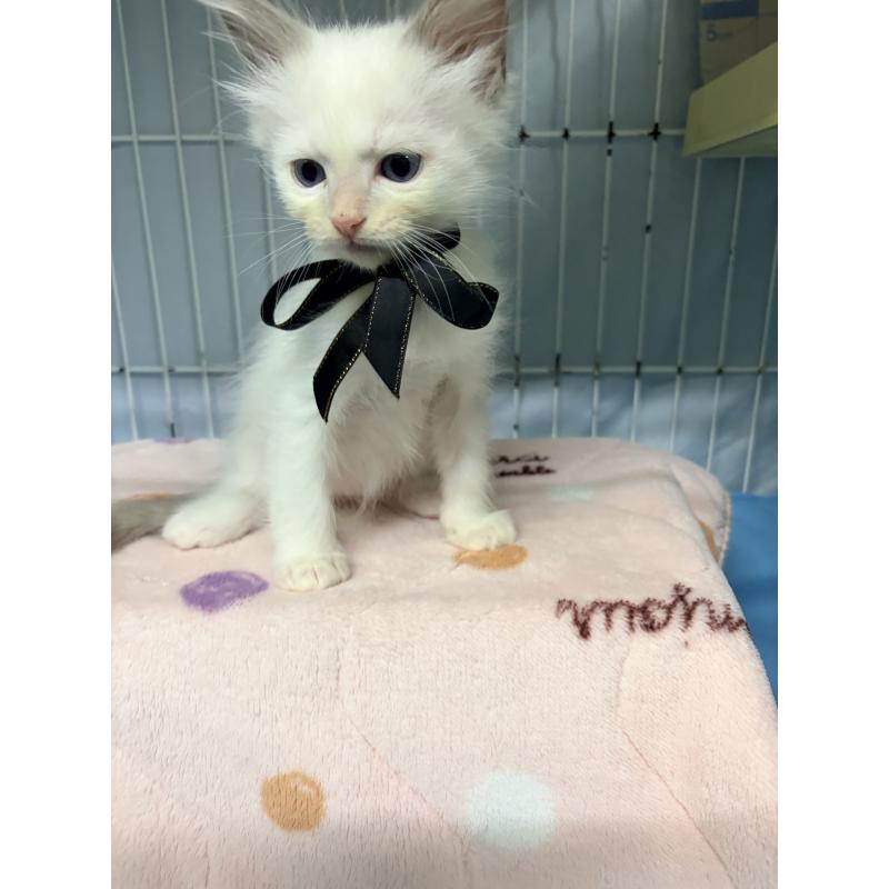 商談中の長野県のラグドール-128905の2枚目