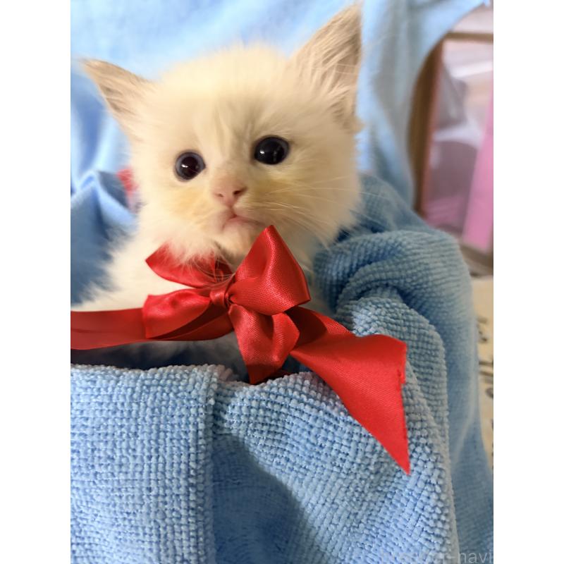 販売中の長野県のラグドール-129899の2枚目