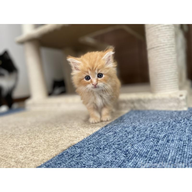 商談中の千葉県のサイベリアン-129140の25枚目