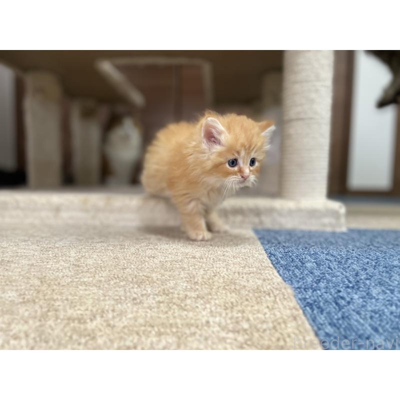 商談中の千葉県のサイベリアン-129140の24枚目