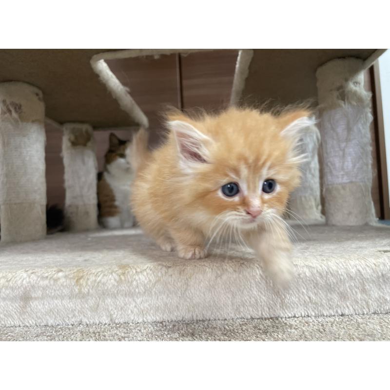 商談中の千葉県のサイベリアン-129140の23枚目