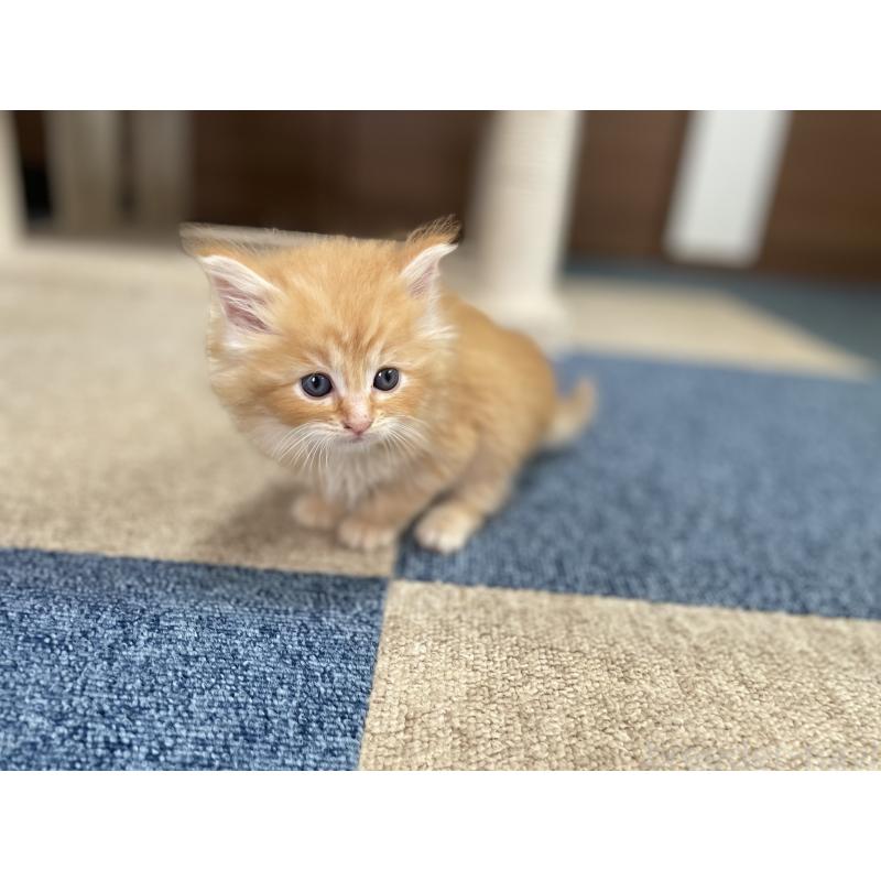 商談中の千葉県のサイベリアン-129140の22枚目