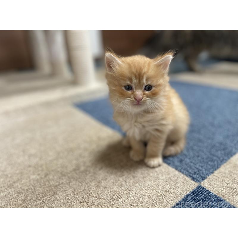 販売中の千葉県のサイベリアン-129142の26枚目