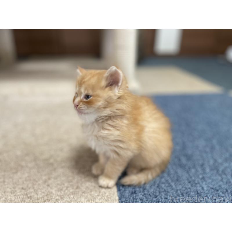 販売中の千葉県のサイベリアン-129142の25枚目