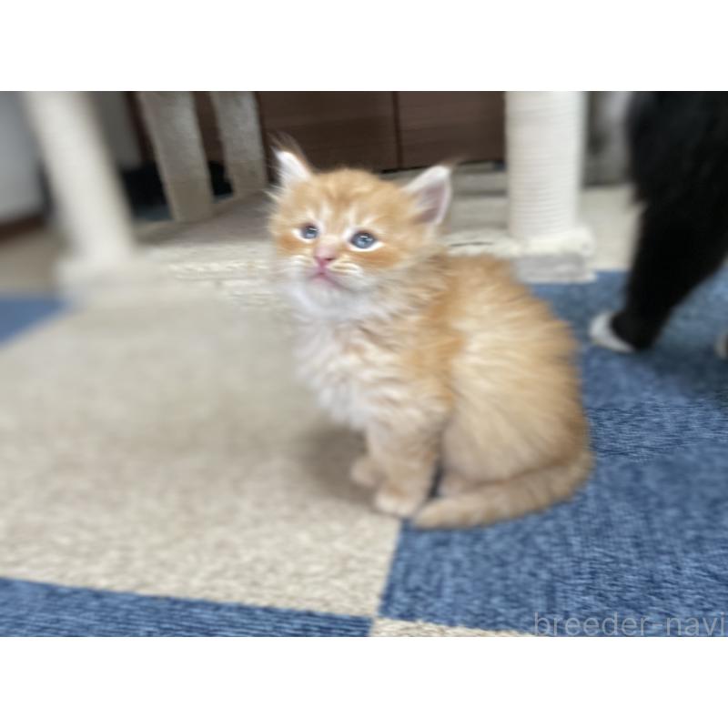 販売中の千葉県のサイベリアン-129142の24枚目