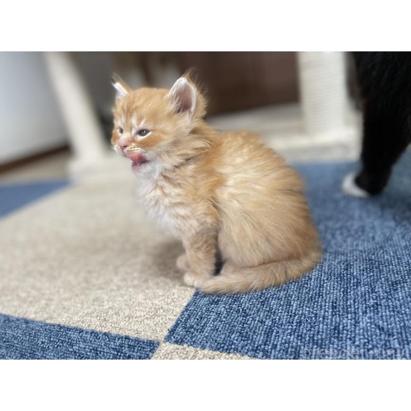 販売中の千葉県のサイベリアン-129142の23枚目