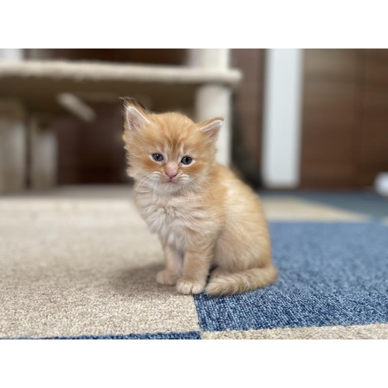 販売中の千葉県のサイベリアン-129142の22枚目