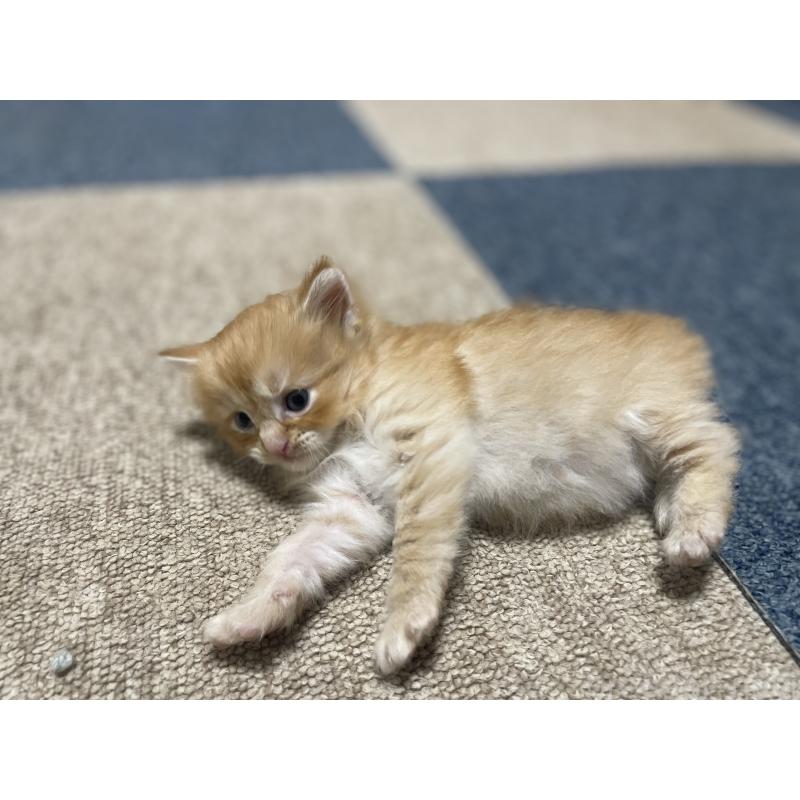 販売中の千葉県のサイベリアン-129142の21枚目