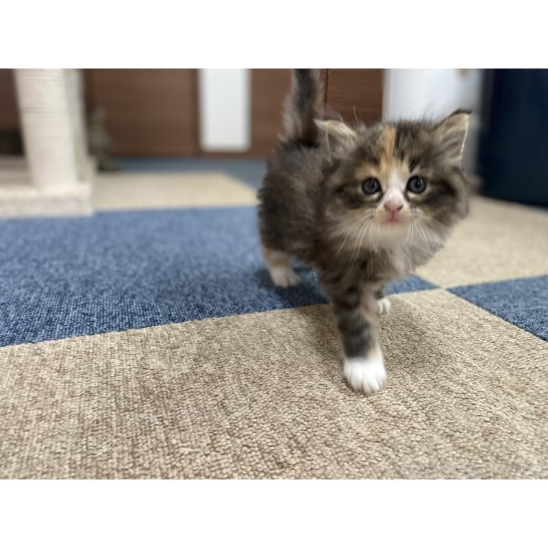 販売中の千葉県のサイベリアン-129137の23枚目