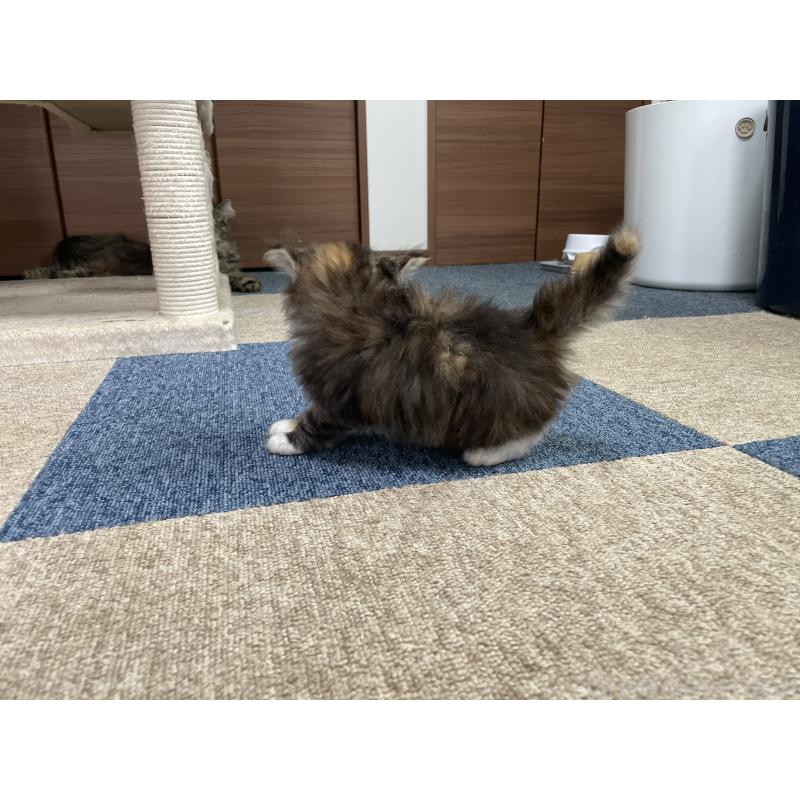 販売中の千葉県のサイベリアン-129137の22枚目