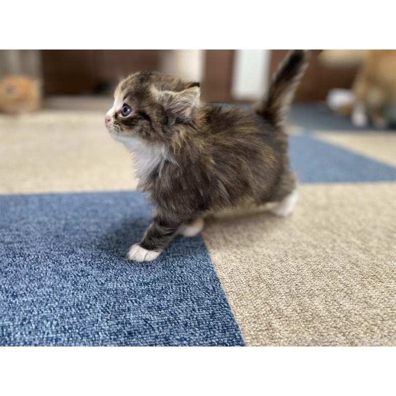 販売中の千葉県のサイベリアン-129137の21枚目