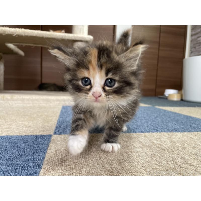 販売中の千葉県のサイベリアン-129137の20枚目