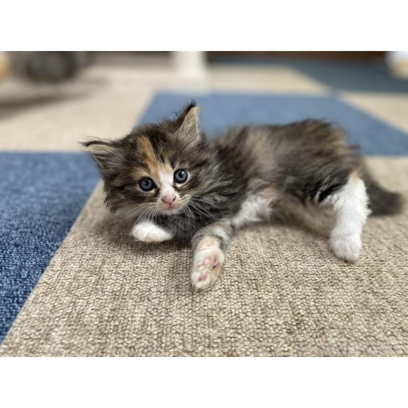 販売中の千葉県のサイベリアン-129137の19枚目