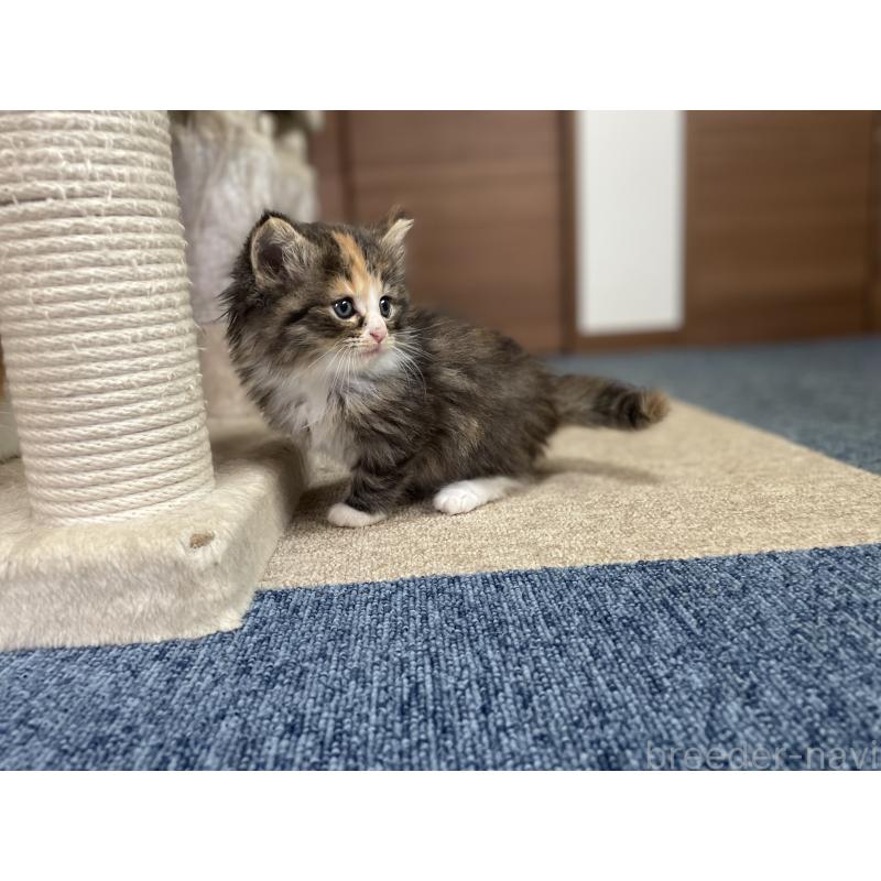 販売中の千葉県のサイベリアン-129137の18枚目