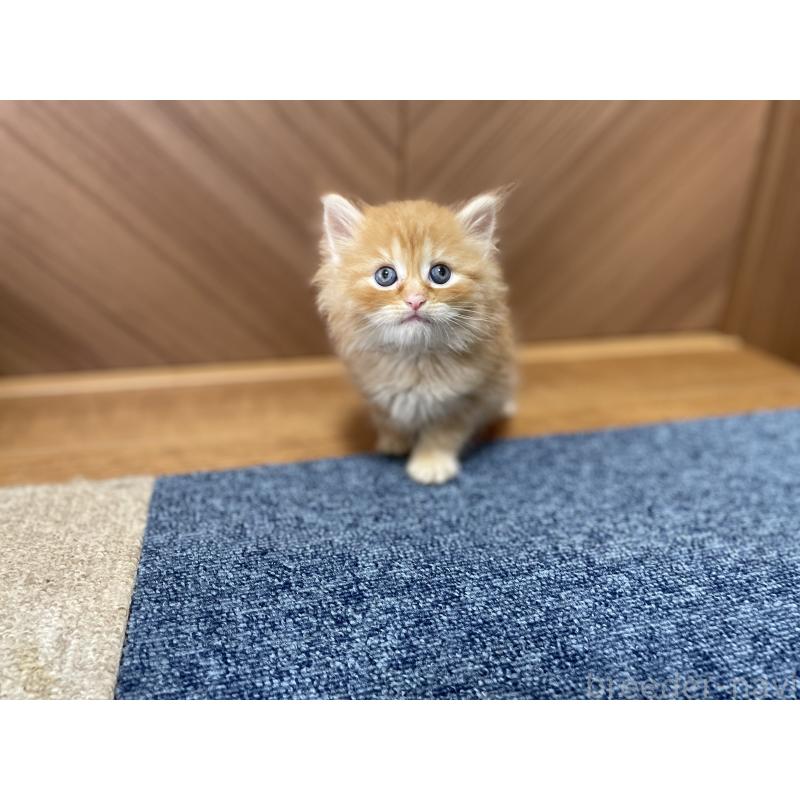 販売中の千葉県のサイベリアン-129146の6枚目