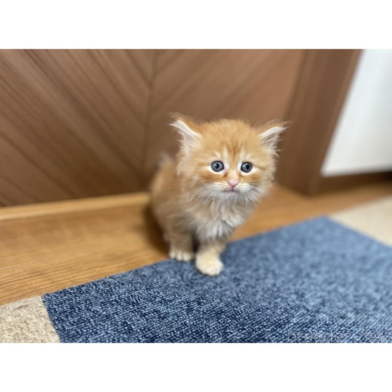 販売中の千葉県のサイベリアン-129146の5枚目