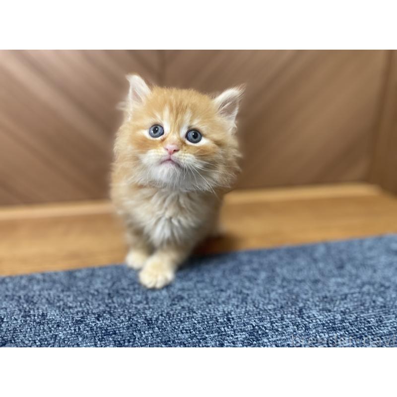 販売中の千葉県のサイベリアン-129146の4枚目