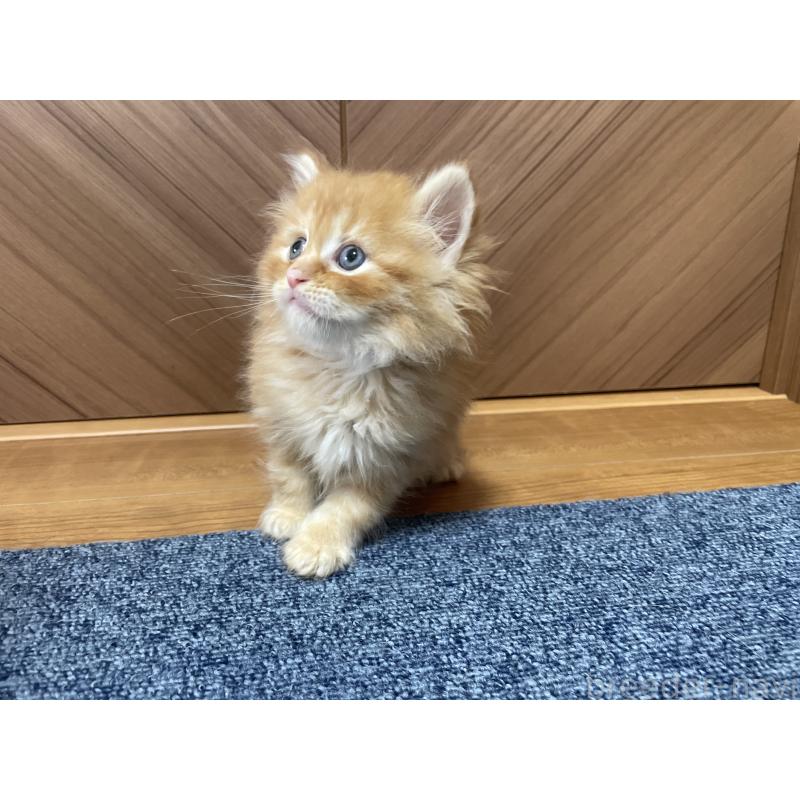 販売中の千葉県のサイベリアン-129146の3枚目