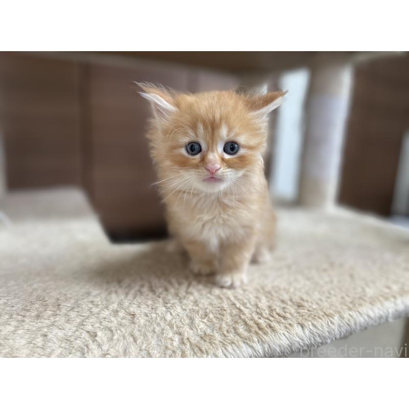 販売中の千葉県のサイベリアン-129146の2枚目