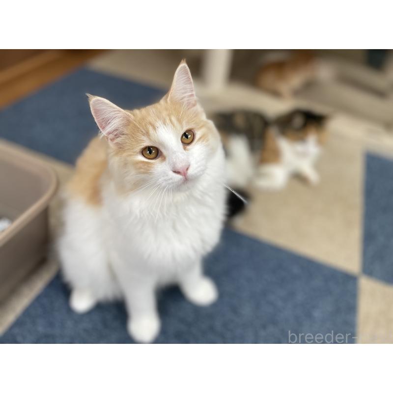 販売中の千葉県のサイベリアン-115325の11枚目