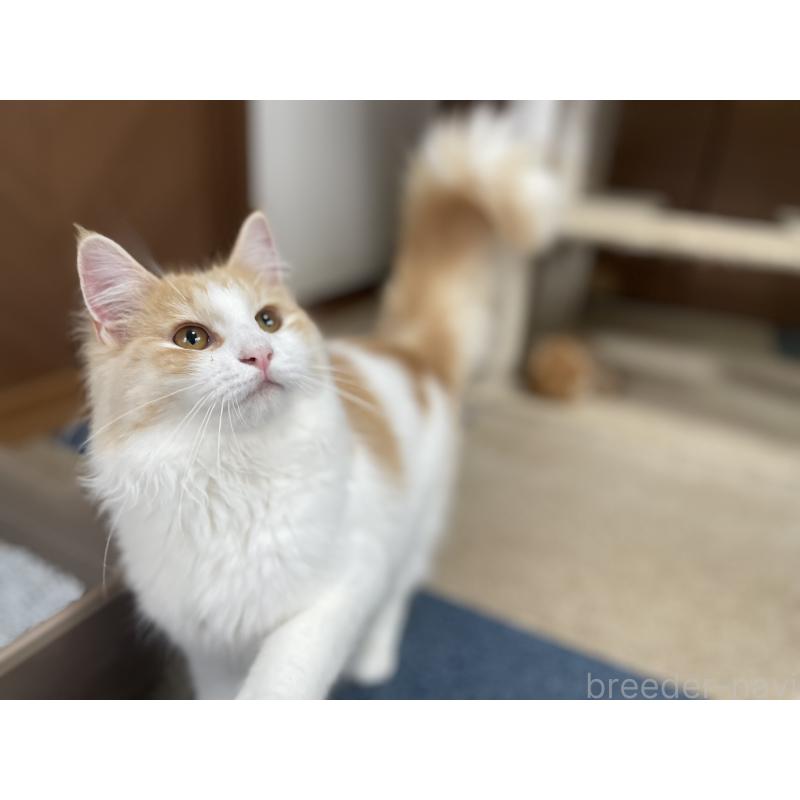 販売中の千葉県のサイベリアン-115325の10枚目