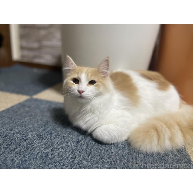 販売中の千葉県のサイベリアン-115325の9枚目