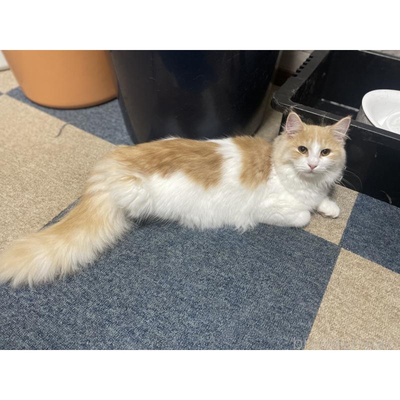 販売中の千葉県のサイベリアン-115325の8枚目