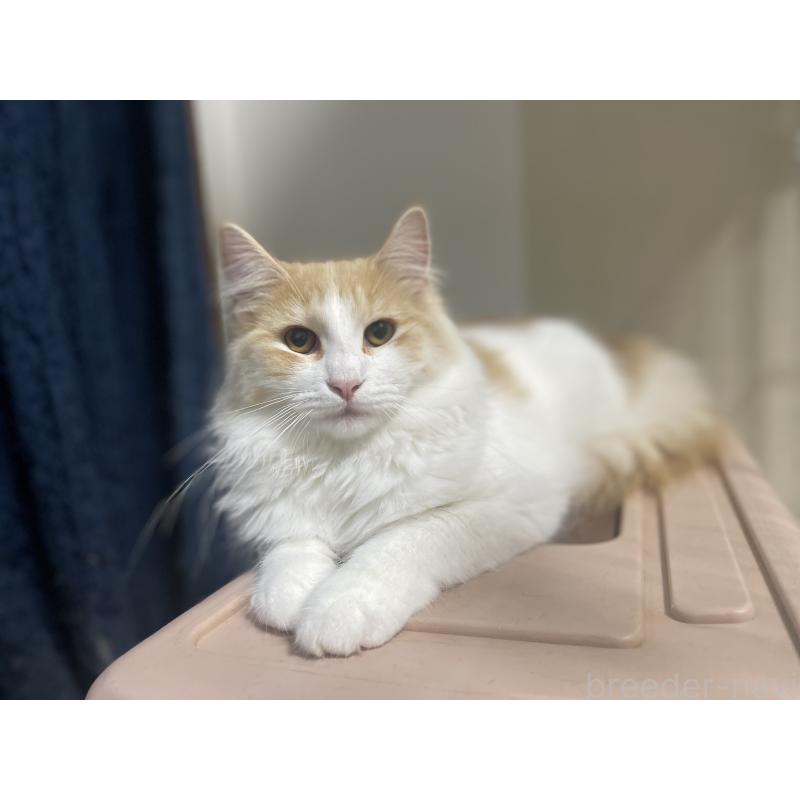 販売中の千葉県のサイベリアン-115325の7枚目