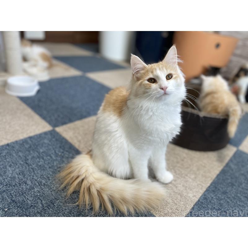 販売中の千葉県のサイベリアン-115325の6枚目