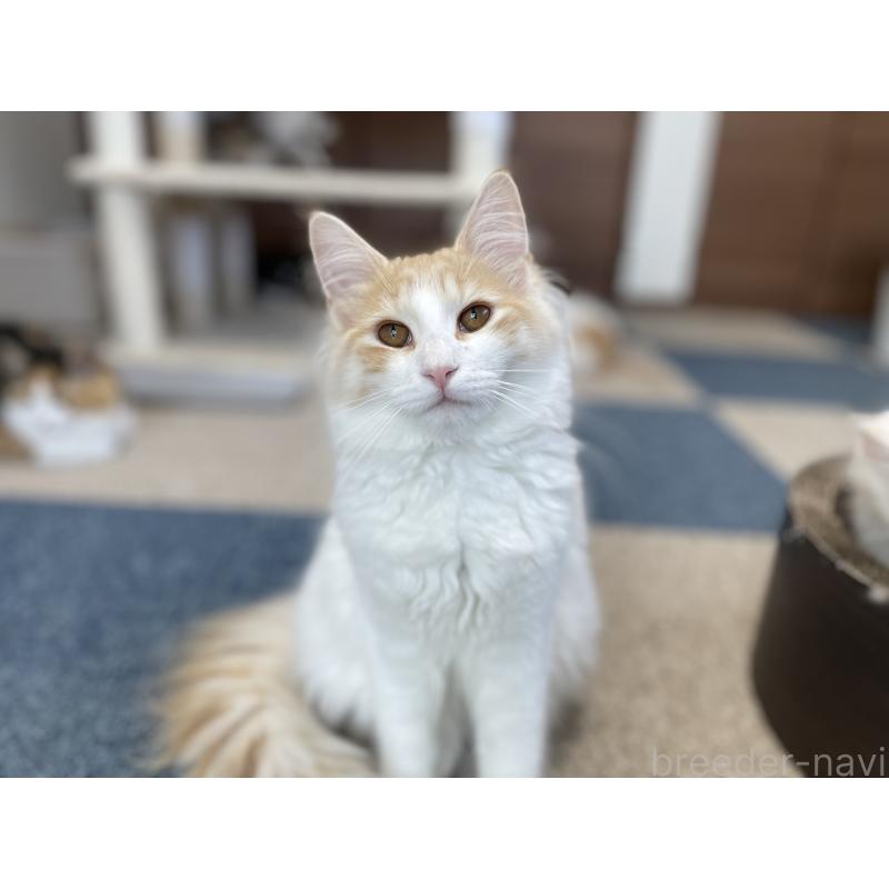 販売中の千葉県のサイベリアン-115325の5枚目