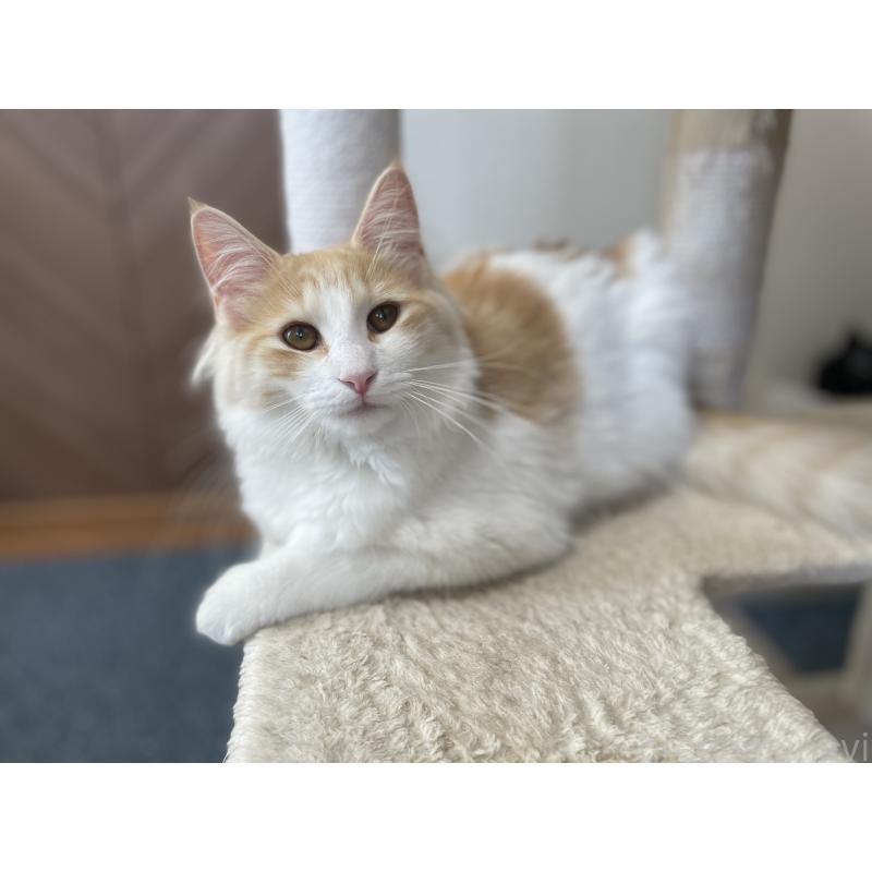 販売中の千葉県のサイベリアン-115325の4枚目