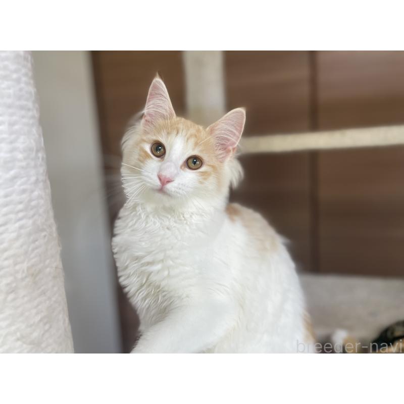 販売中の千葉県のサイベリアン-115325の3枚目