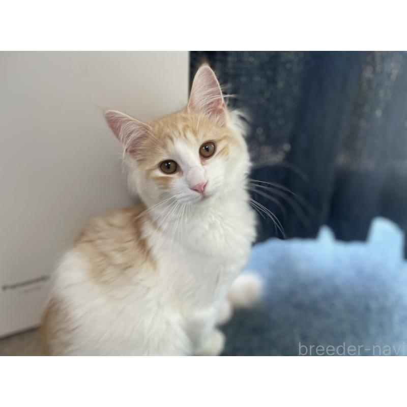 販売中の千葉県のサイベリアン-115325の2枚目