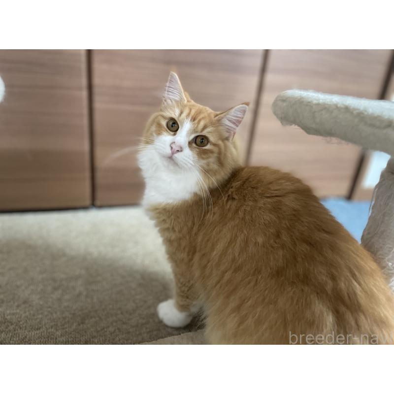 販売中の千葉県のサイベリアン-115327の11枚目