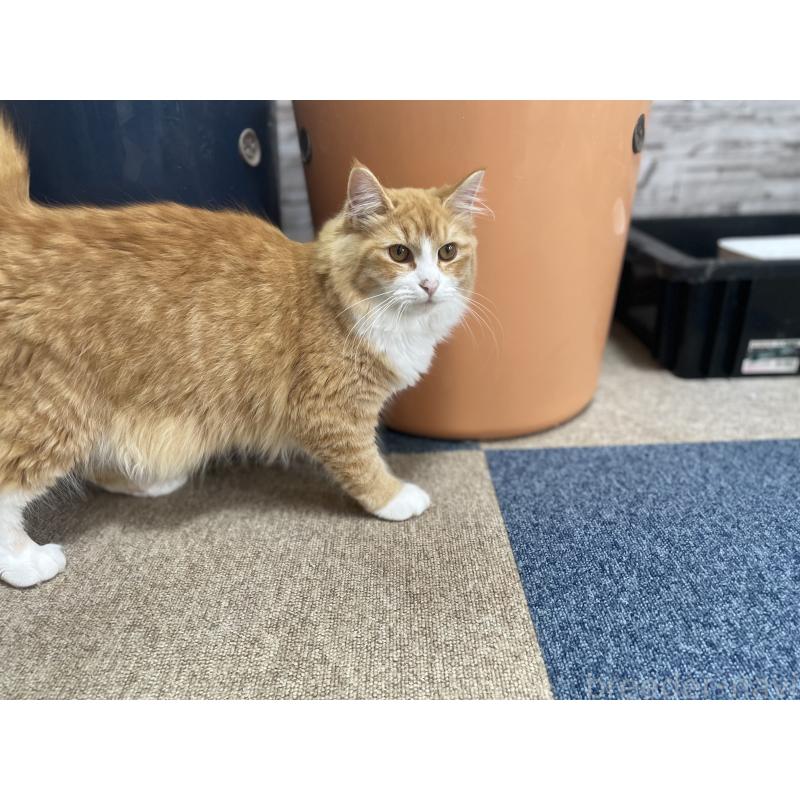 販売中の千葉県のサイベリアン-115327の10枚目