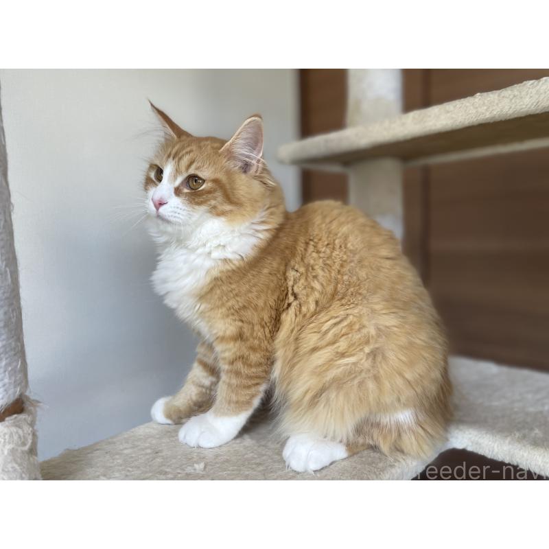 販売中の千葉県のサイベリアン-115327の9枚目