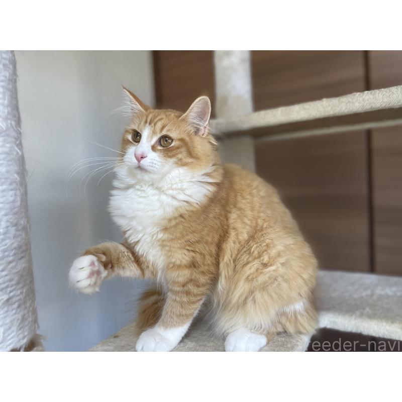 販売中の千葉県のサイベリアン-115327の8枚目