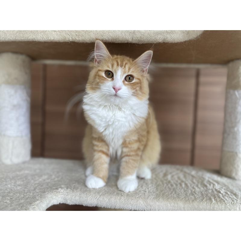 販売中の千葉県のサイベリアン-115327の7枚目