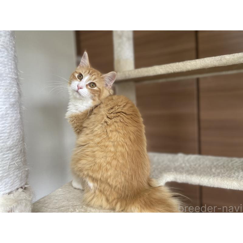 販売中の千葉県のサイベリアン-115327の6枚目