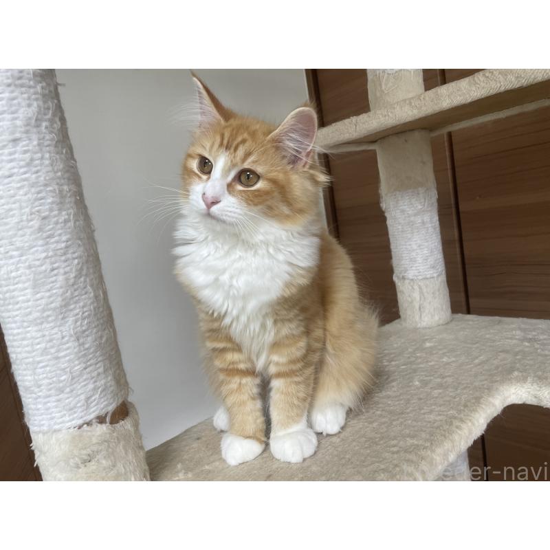 販売中の千葉県のサイベリアン-115327の5枚目