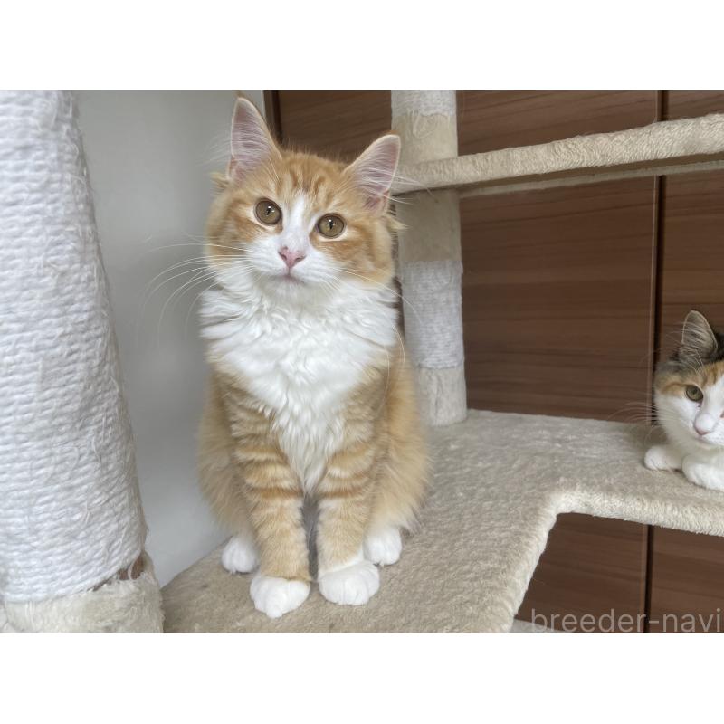 販売中の千葉県のサイベリアン-115327の4枚目